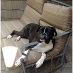 dog laying in chair with head on arm rest