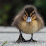 Baby Duckling Walking On Concrete